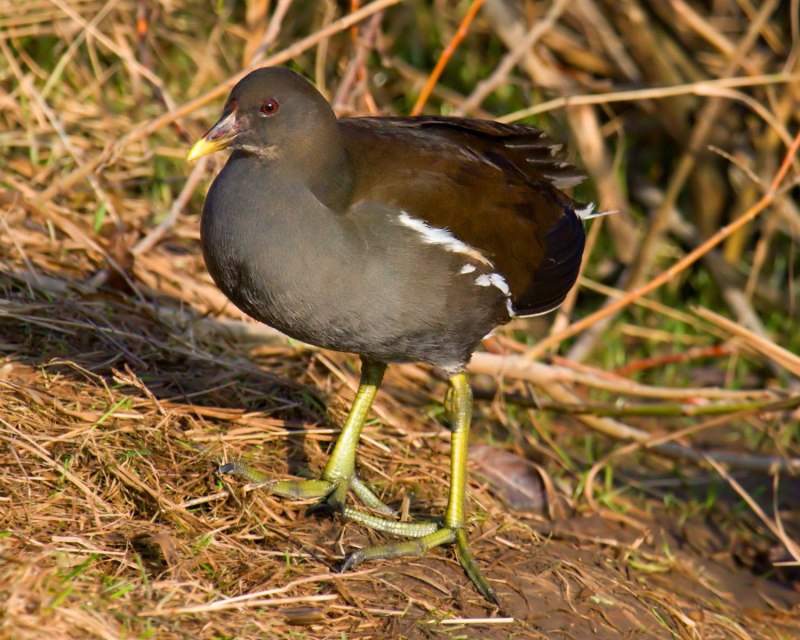 Камышница – Gallinula chloropus (l., 1758)