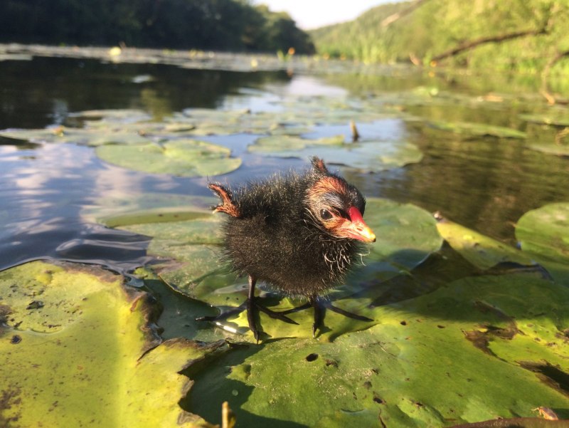 Водяная Курочка камышница