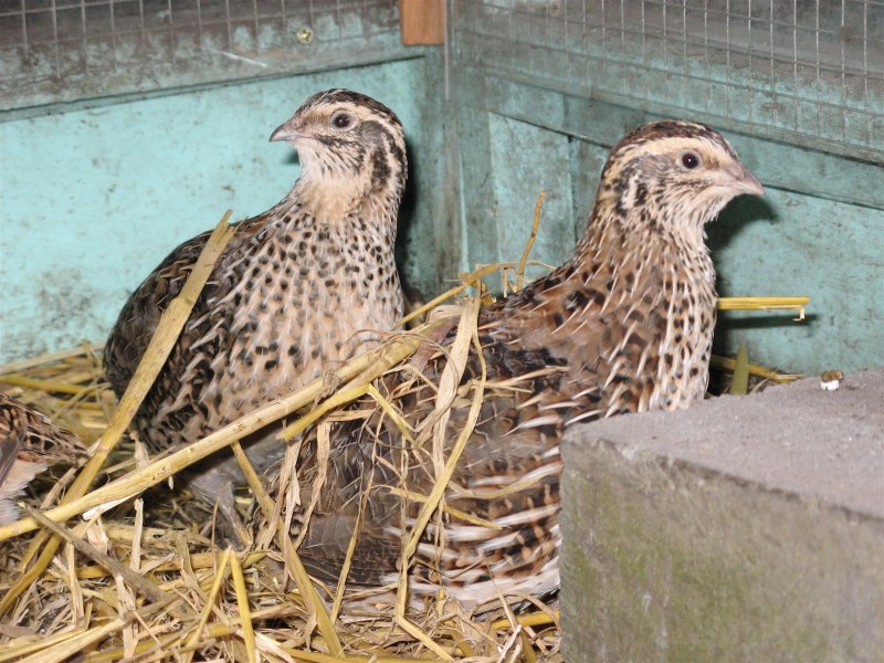 Бородатая куропатка (Perdix dauurica)