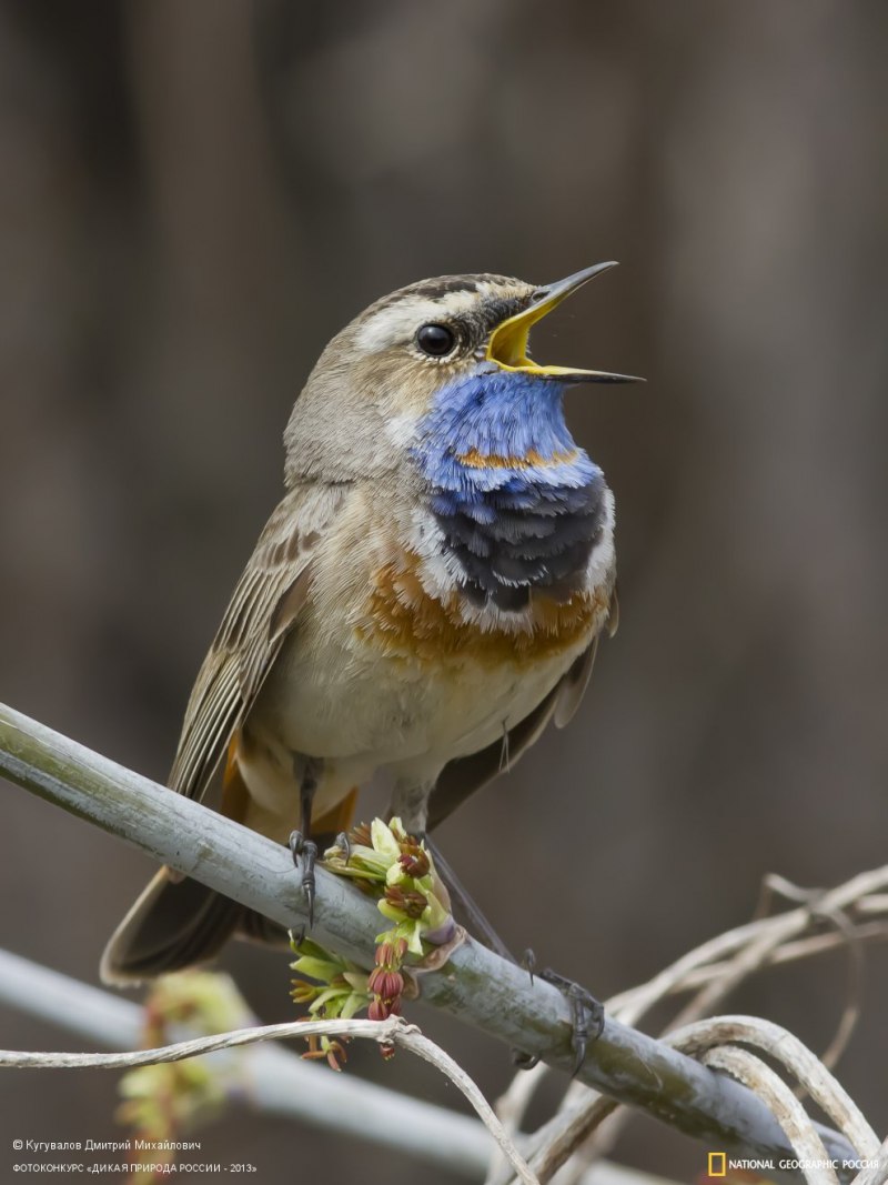 Luscinia Luscinia
