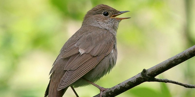 Соловей-красношейка Luscinia Calliope