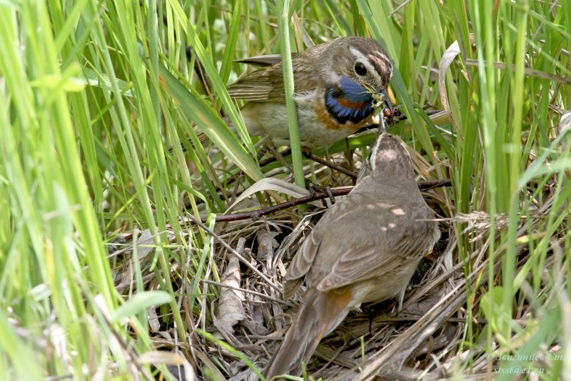 Luscinia Luscinia Thrush Nightingale вечер Луна
