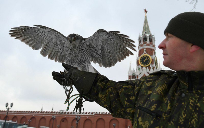 Голуби нападают на людей