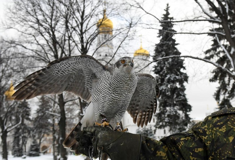 Человек голубь