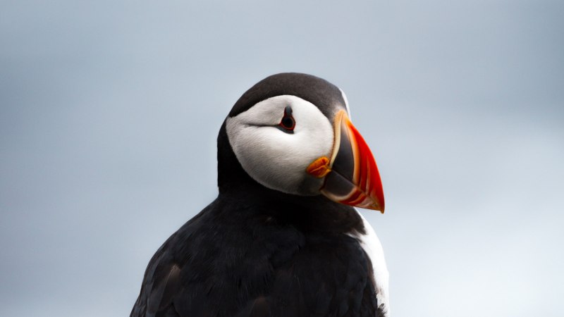 Тупик птица с красной грудкой (43 фото)
