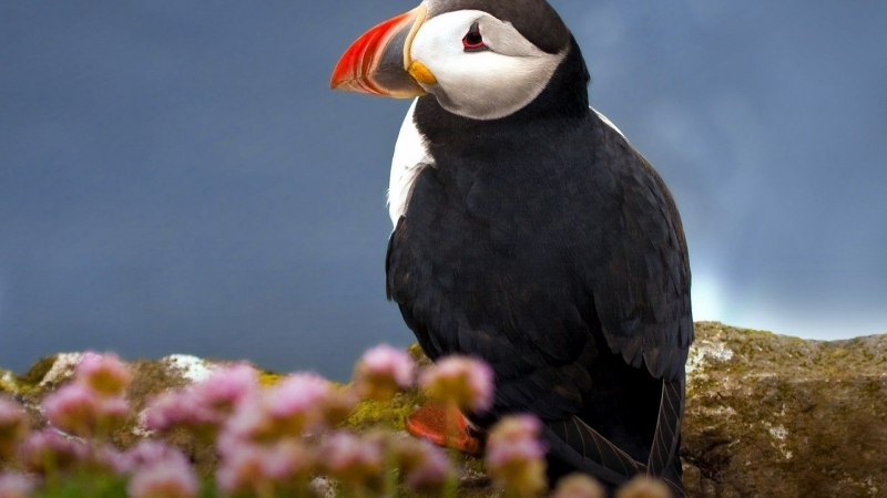 Atlantic Puffin птица