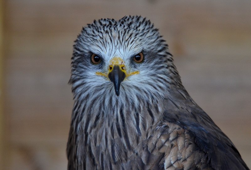 Ястреб - тетеревятник (Accipiter gentilis)