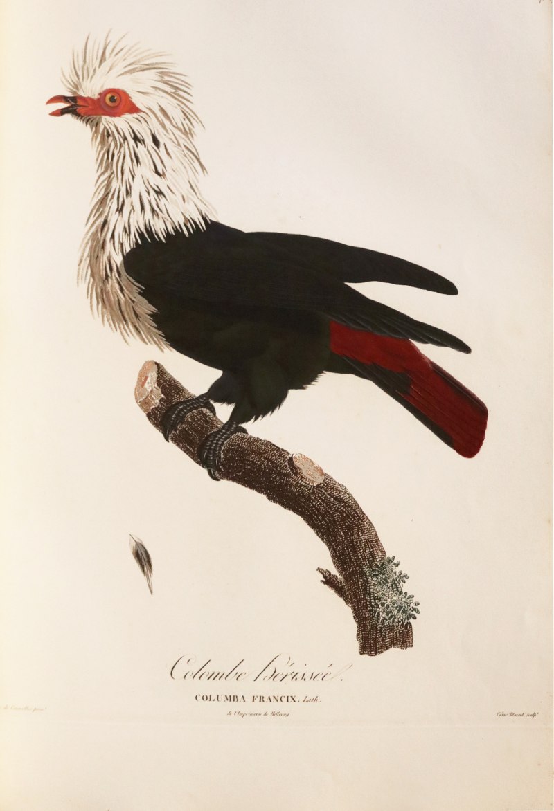 Alectroenas nitidissima