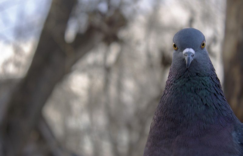 Ice Pigeon