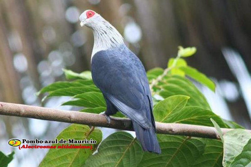 Blue Pigeon