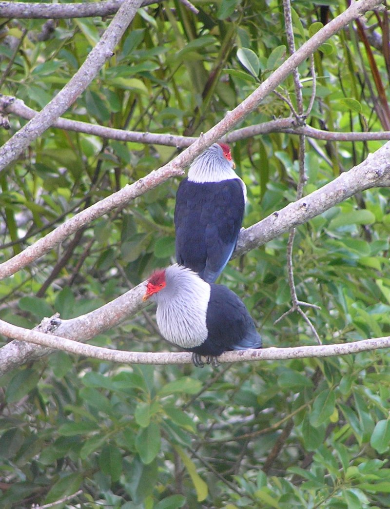 Alectroenas nitidissima