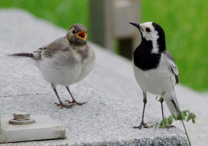 Motacilla Alba personata