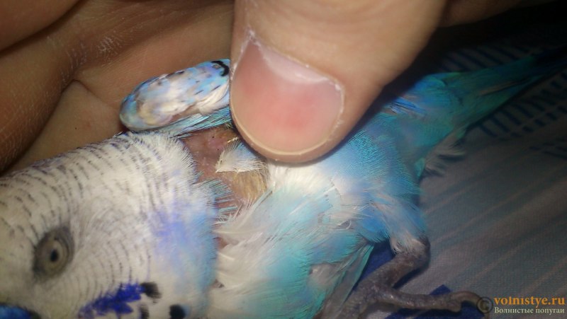 Пухопероед у волнистых попугаев (74 фото)