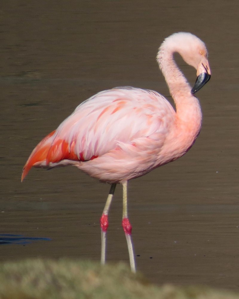 Phoenicopterus Chilensis