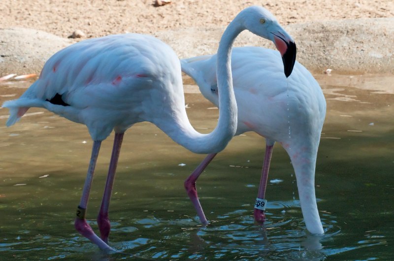 Flamingo spread Wings Beer