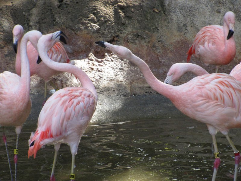Phoenicopterus Chilensis