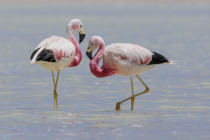 Phoenicopterus Chilensis