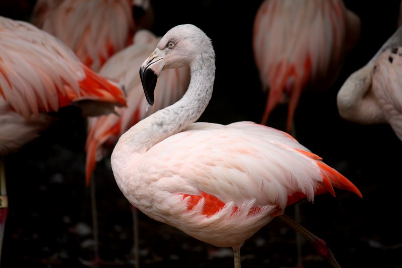 Phoenicopterus Chilensis