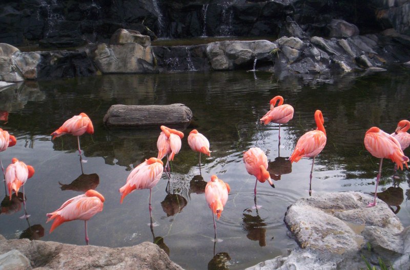 Place with lots of Flamingos