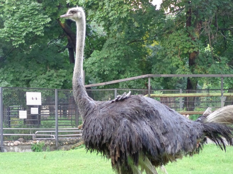 Rhea pennata