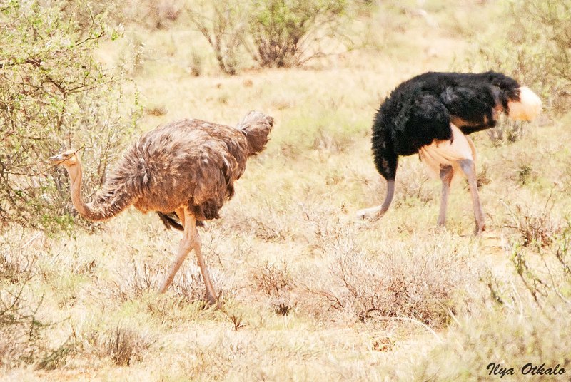 Struthio Camelus самец