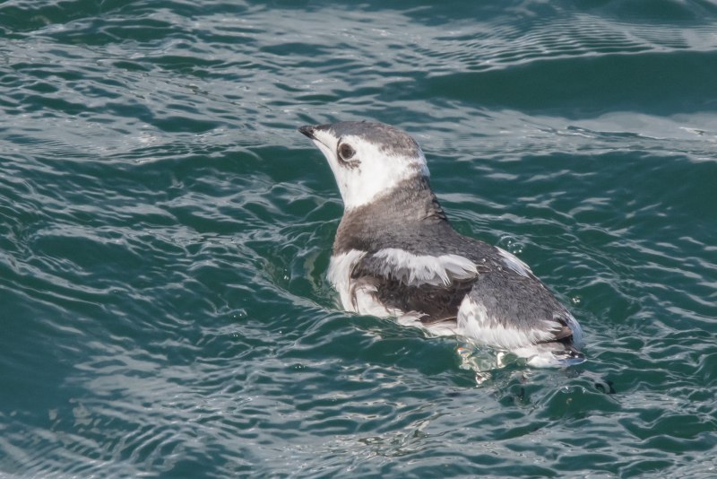 Brachyramphus marmoratus