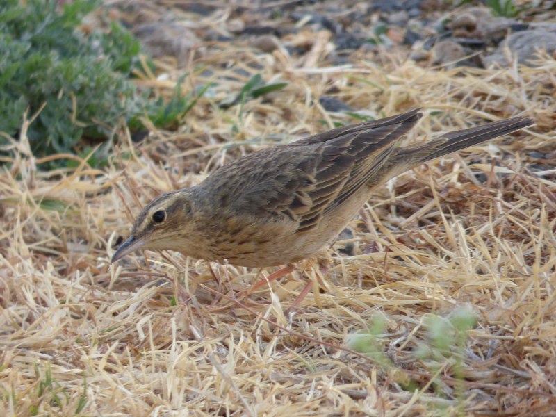 Long billed Curlew