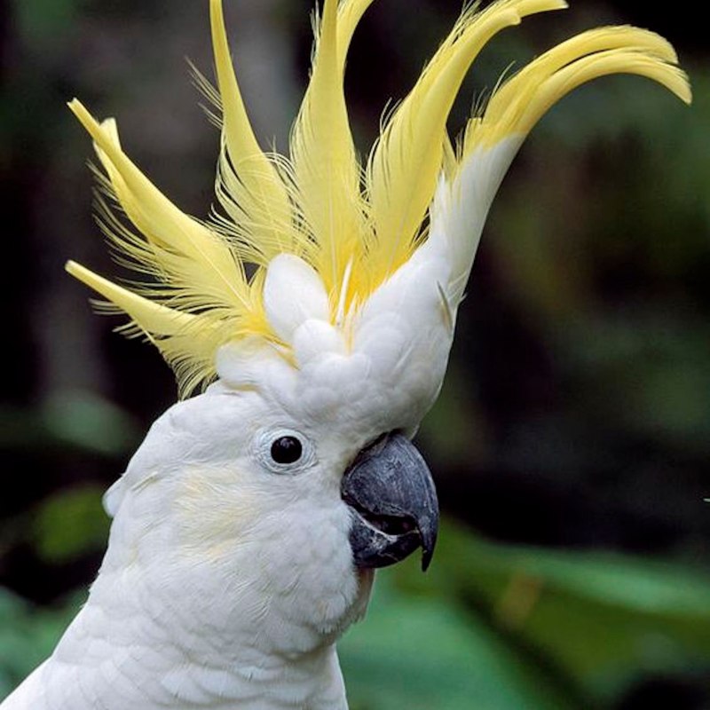 Umbrella Cockatoo for sale in Louisiana
