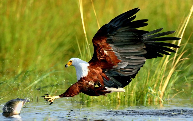 African Fish Eagle