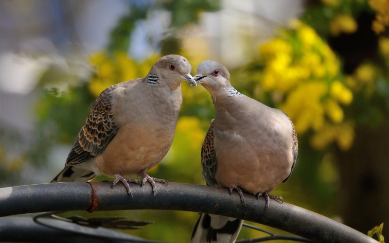 Голуби-Архангелы (Columba Livia)