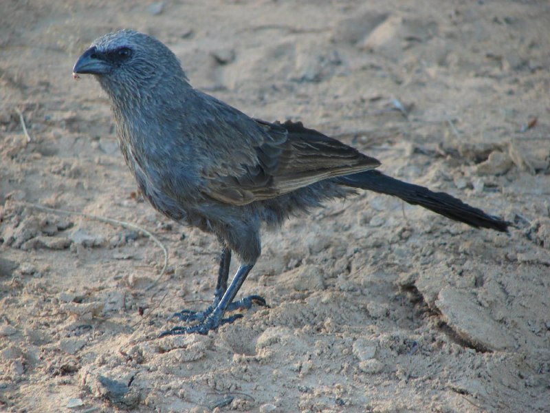 Struthidea cinerea (Апостол)
