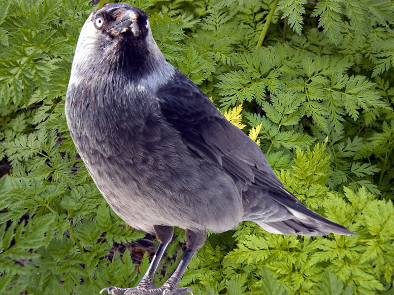 Галка (Corvus monedula)