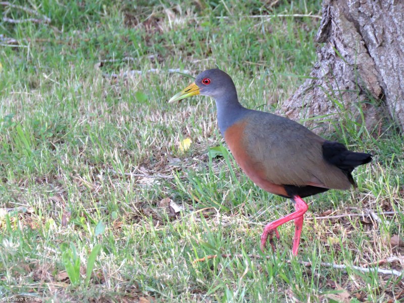 Rallus eivissensis
