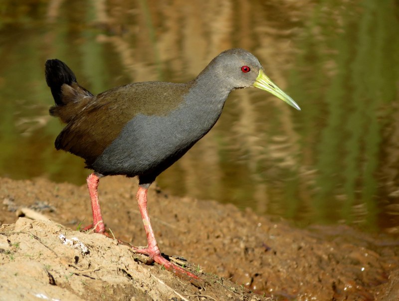 Rallus eivissensis