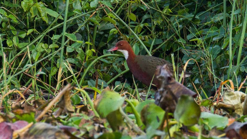 Rallus madagascariensis