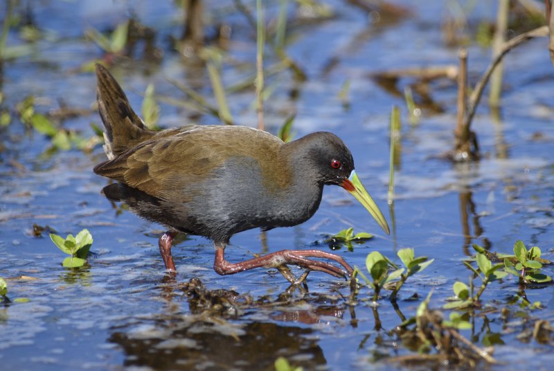 Rallus elegans