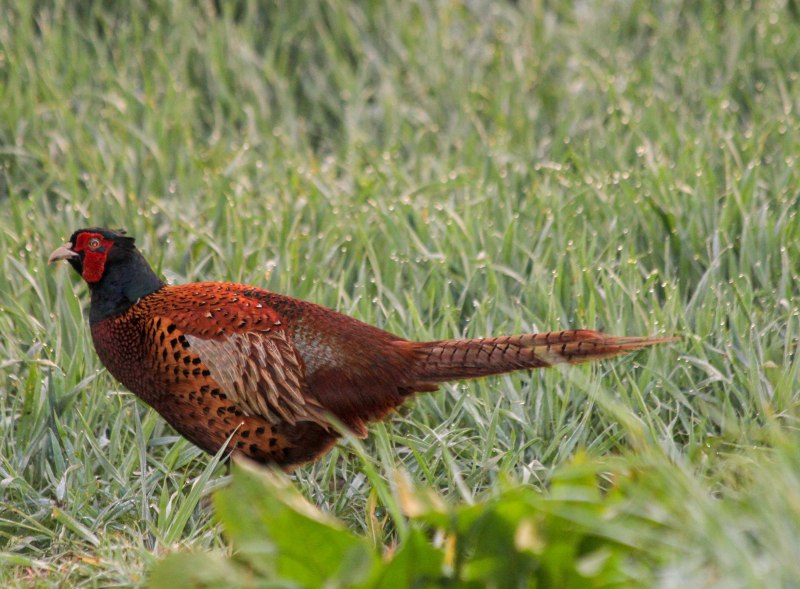 Фазановые (Phasianidae)