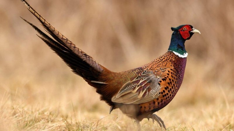 Зелёный фазан / Phasianus versicolor