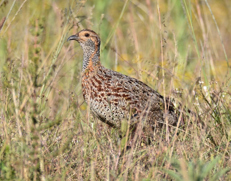 Капский Турач (Francolinus capensis)
