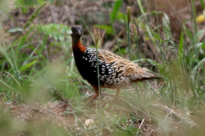 Капский Турач (Francolinus capensis)