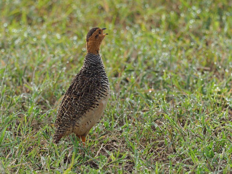 Капский Турач (Francolinus capensis)