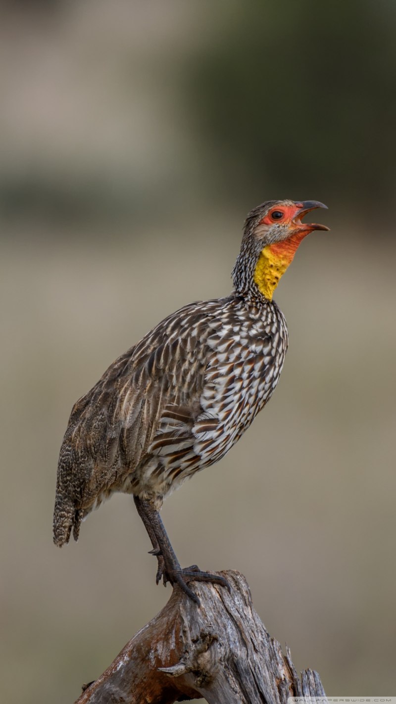 Pternistis capensis