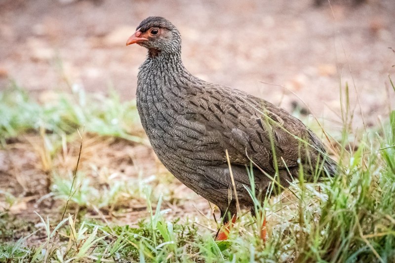 Турач Francolinus Francolinus