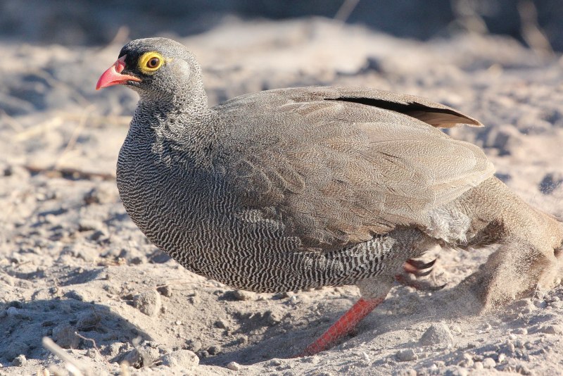 Francolinus rufopictus