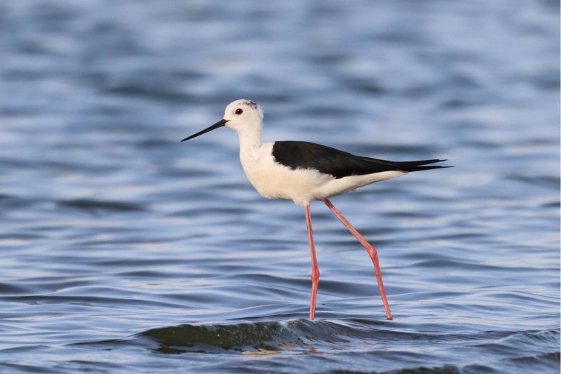 Himantopus himantopus