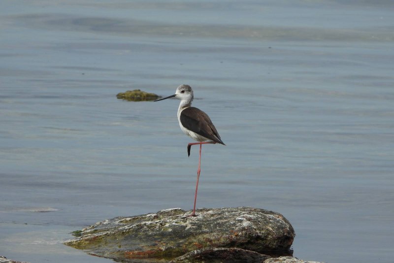 Ходулочник himantopus himantopus