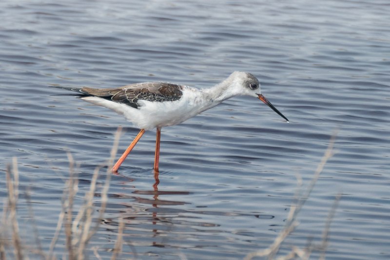 Ходулочник himantopus himantopus