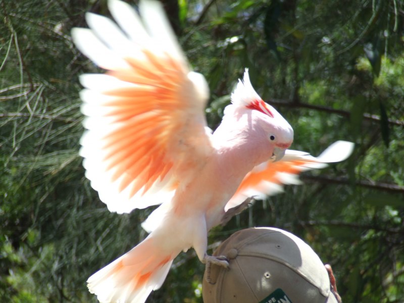 Cacatua leadbeateri