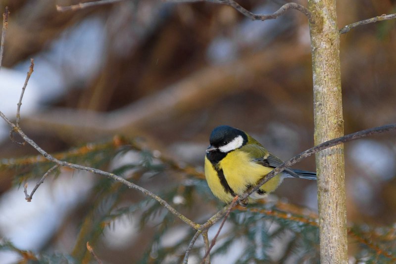 Большая синица Parus Major