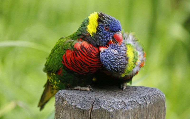 Многоцветный лорикет (Trichoglossus haematodus)